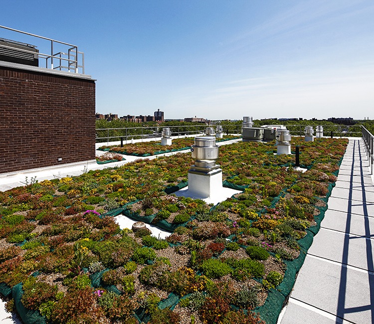 The Hegeman - green roof