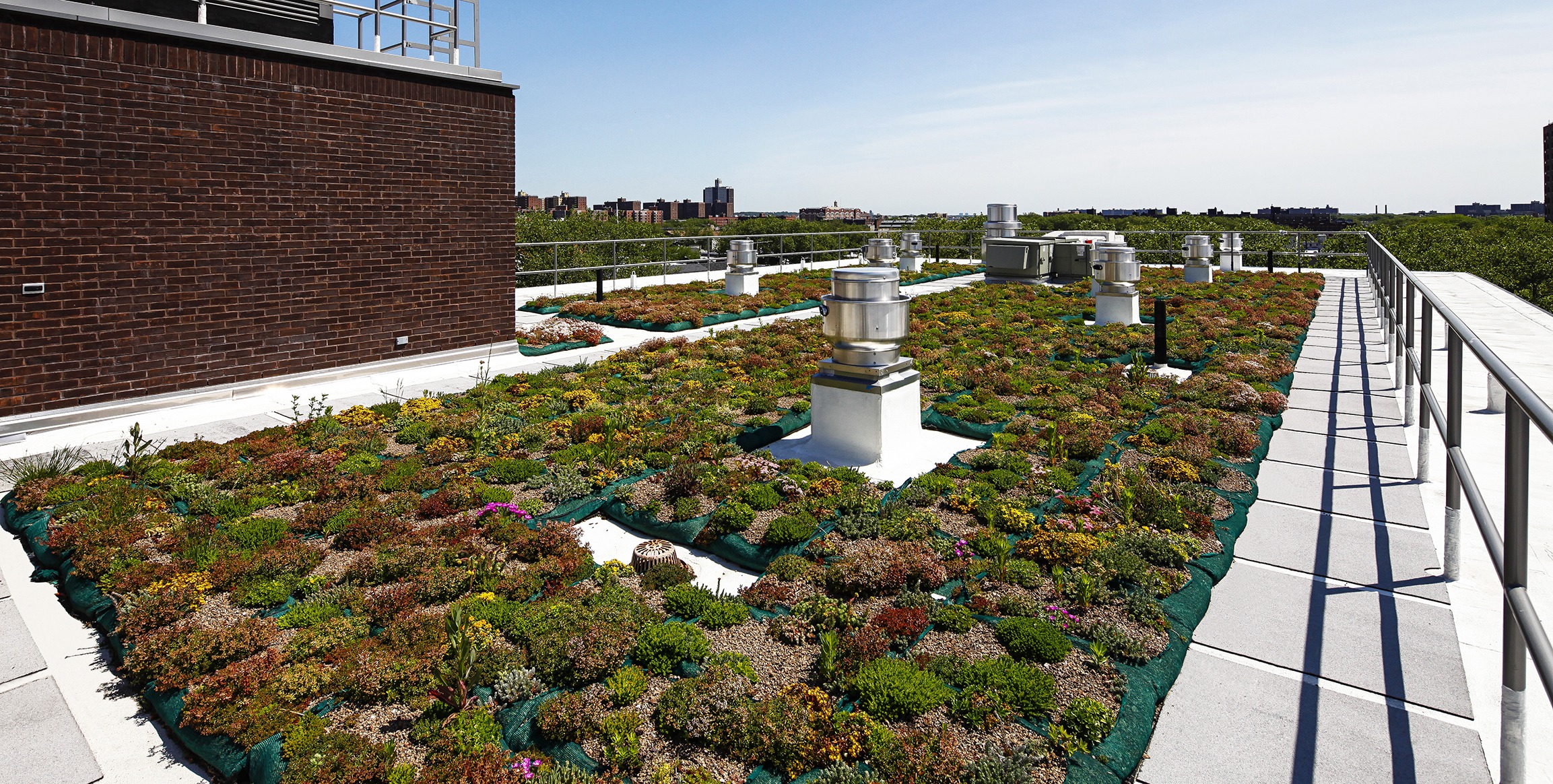 The Hegeman - green roof