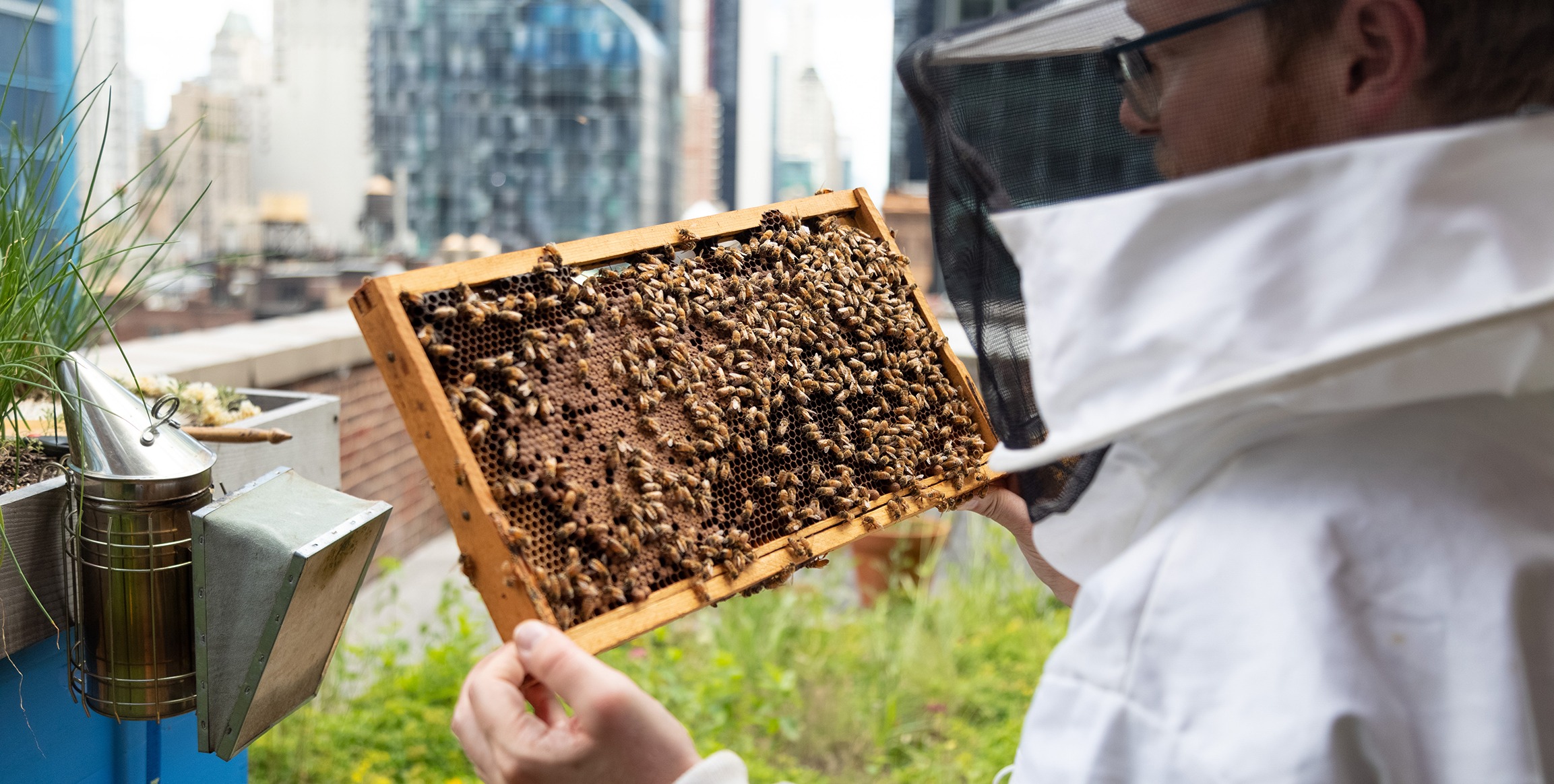 Image of beekeeper inspecting beehive.