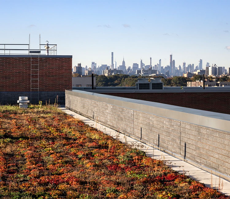 Webster Avenue - planted roof