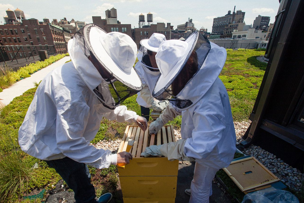 Harvesting honey at 641 Avenue of the Americas